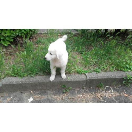 Cucciolo maremmano