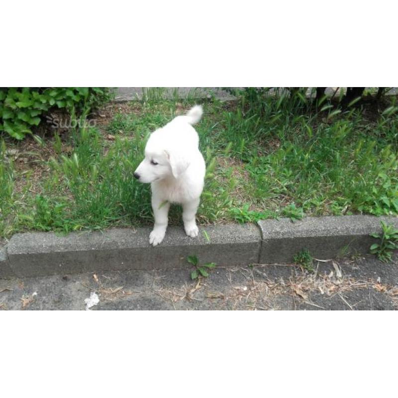 Cucciolo maremmano