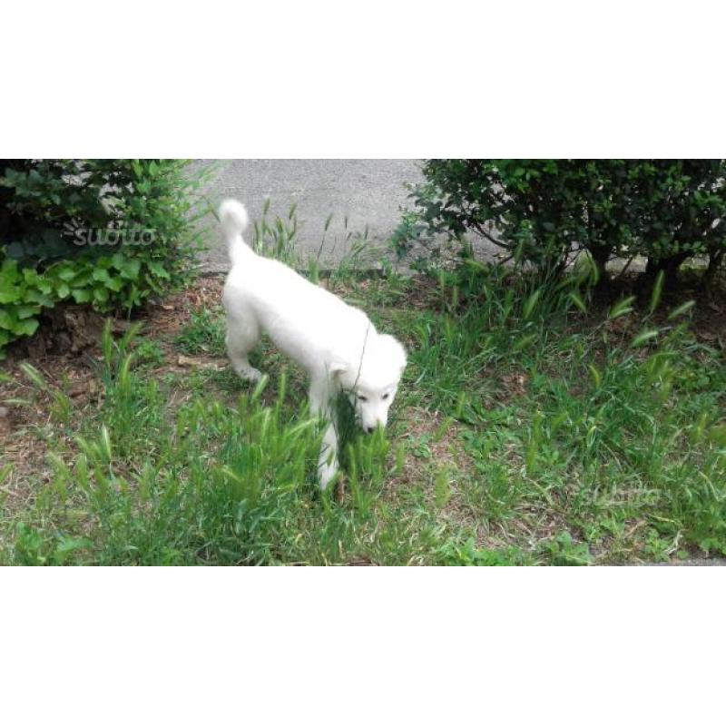 Cucciolo maremmano