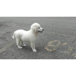 Cucciolo maremmano