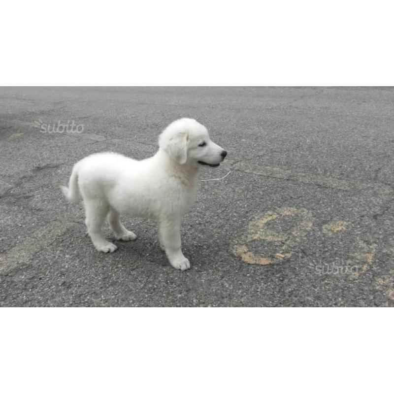 Cucciolo maremmano
