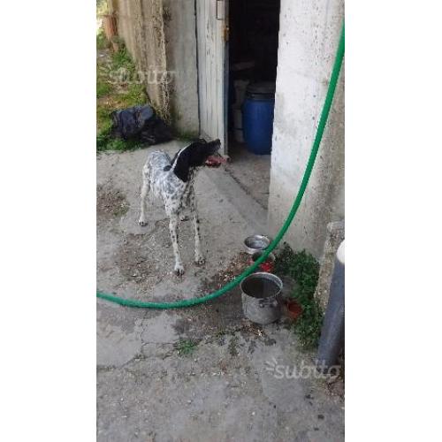Braccopointer