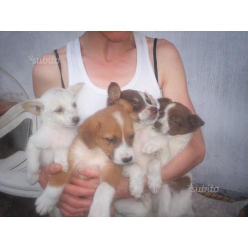 Cagnolini da regalare