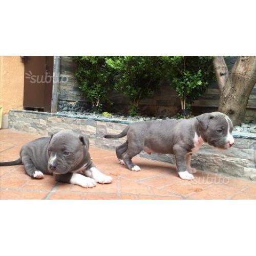 Amstaff Blue nose