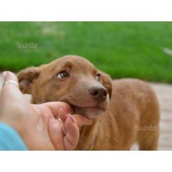 Visibile Jordy mix pincher 3/4mesi