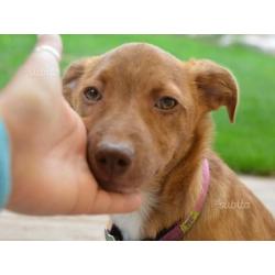 Visibile Jordy mix pincher 3/4mesi