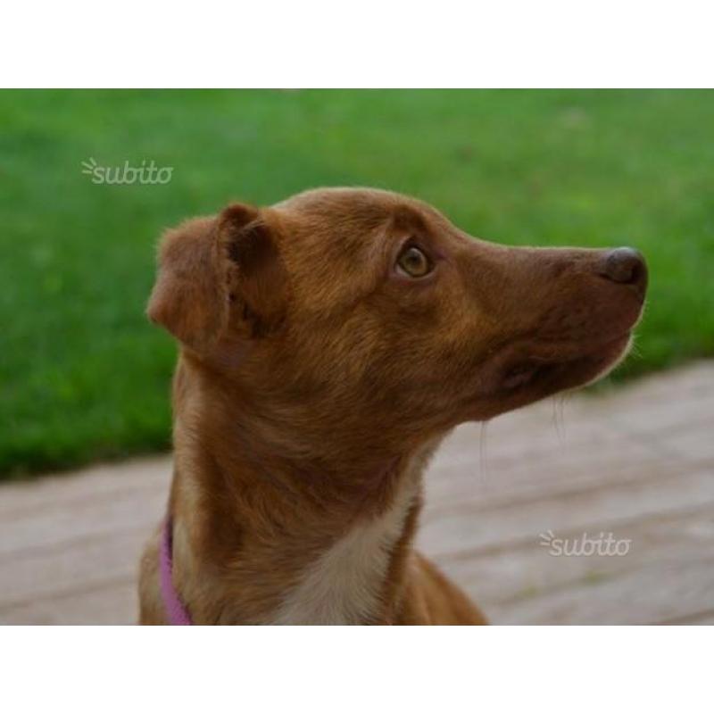 Visibile Jordy mix pincher 3/4mesi