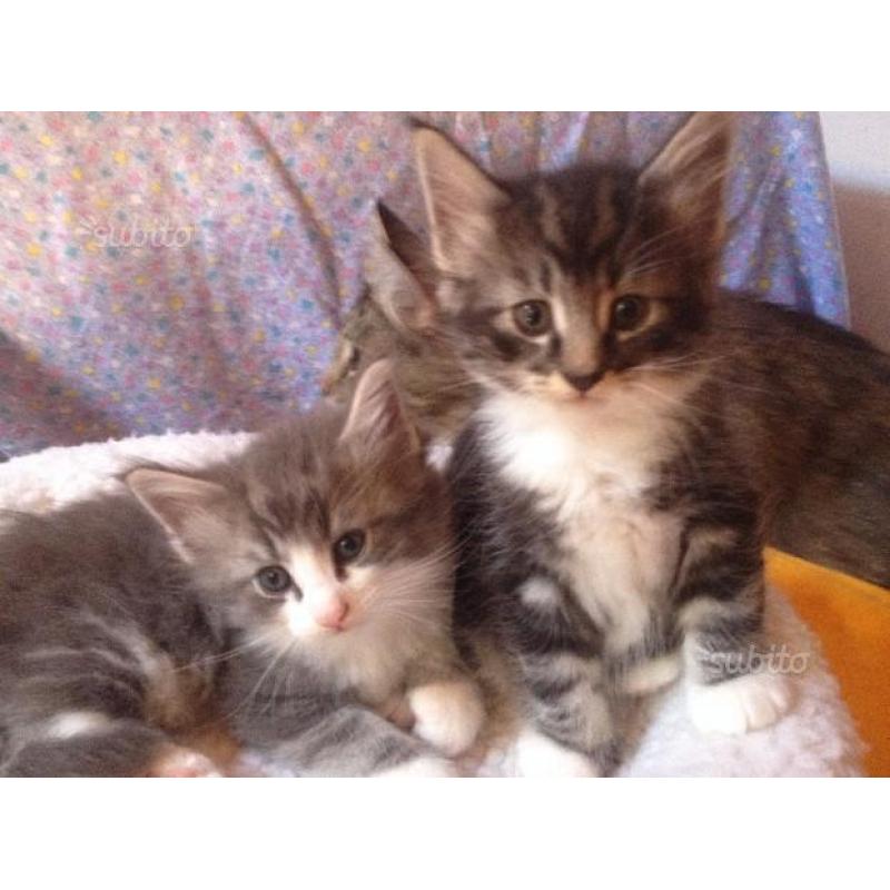 Cuccioli gatto Norvegese delle Foreste