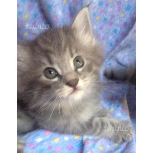 Cuccioli gatto Norvegese delle Foreste