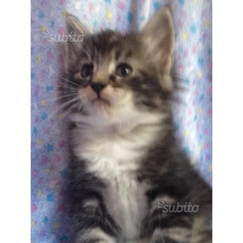 Cuccioli gatto Norvegese delle Foreste