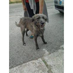 Lupin, simil spinone, un anno