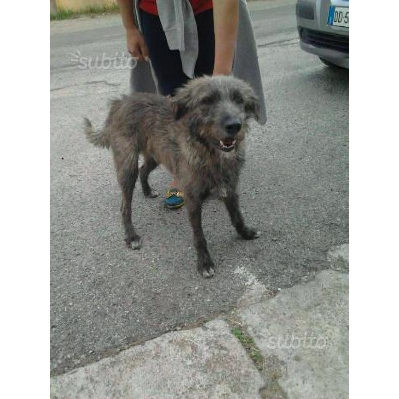 Lupin, simil spinone, un anno