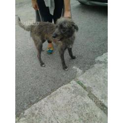 Lupin, simil spinone, un anno