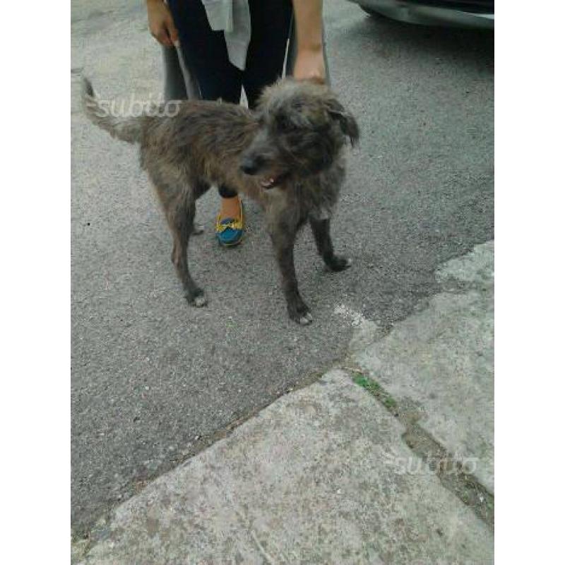 Lupin, simil spinone, un anno