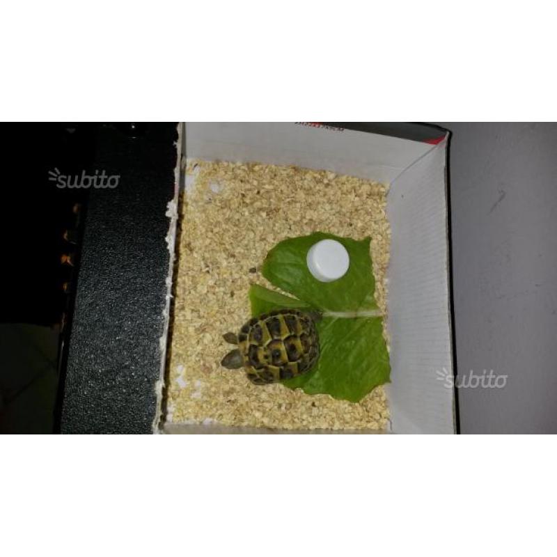 Tartaruga t