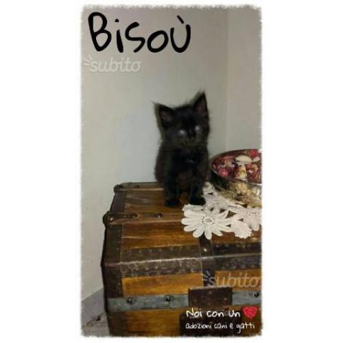 Bisou', dolce micio a pelo semilungo in adozione