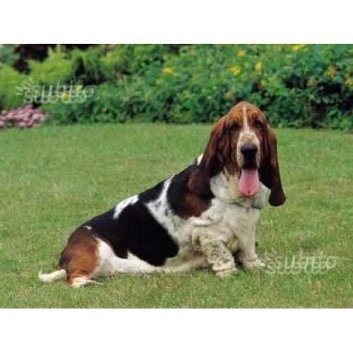 Basset hound cuccioli