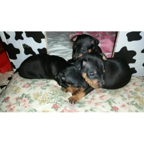 Cuccioli di pinscher nano ORIGINALI