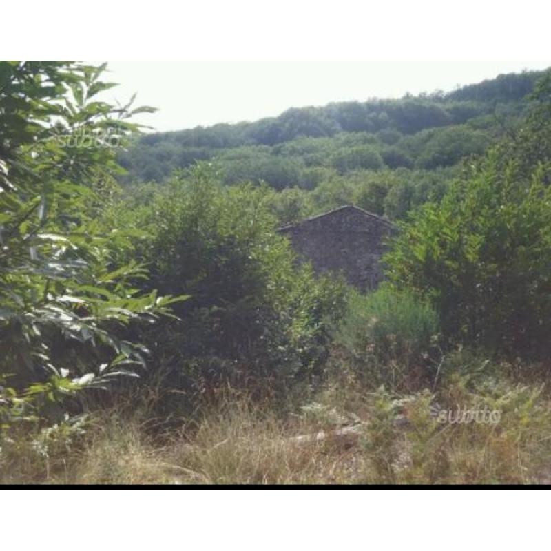 Castagneto pedara