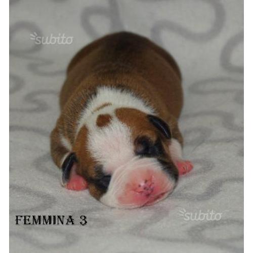 Amstaff- American Staffordshire Terrier cuccioli