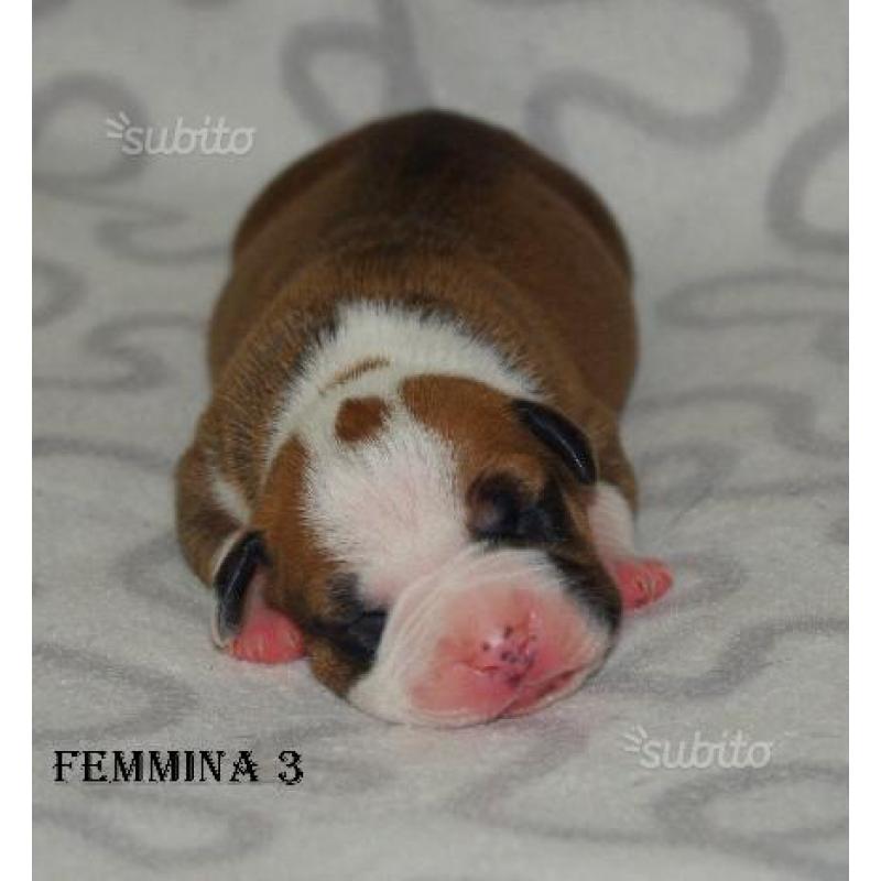 Amstaff- American Staffordshire Terrier cuccioli