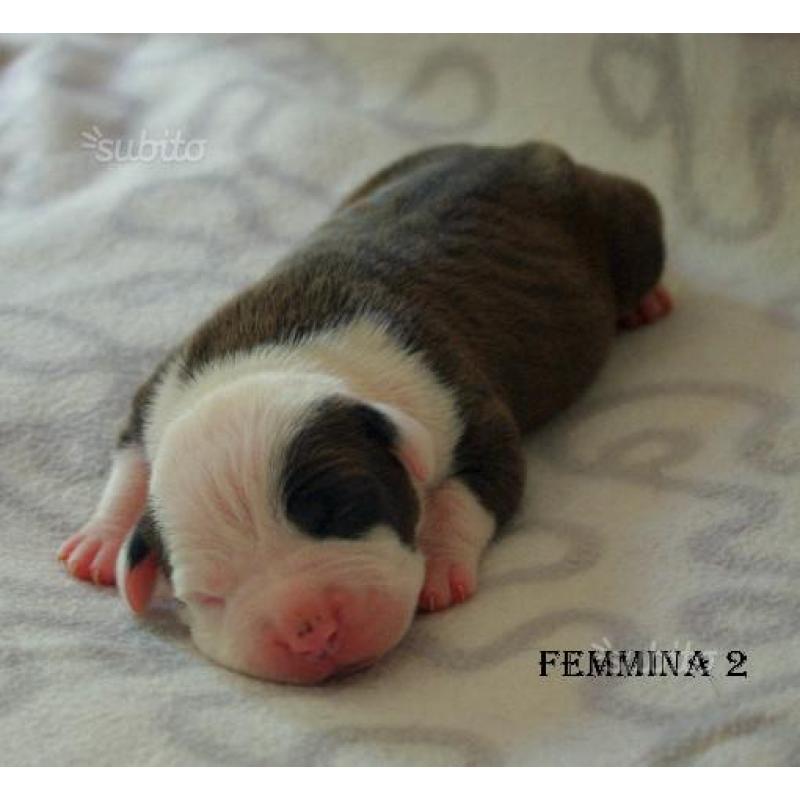 Amstaff- American Staffordshire Terrier cuccioli