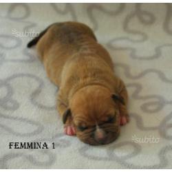 Amstaff- American Staffordshire Terrier cuccioli