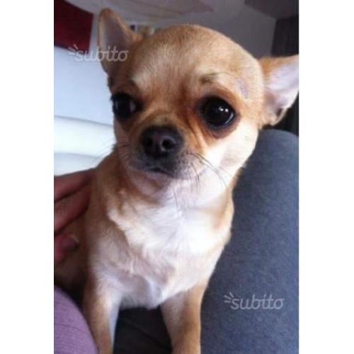 Chihuahua adulta con pedigree