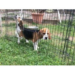 Beagle tricolore