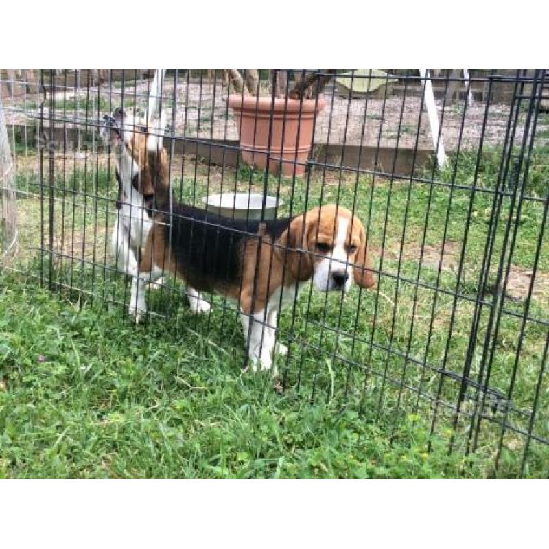Beagle tricolore