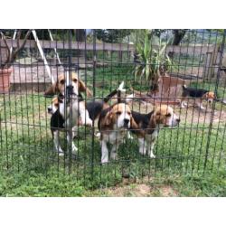 Beagle tricolore