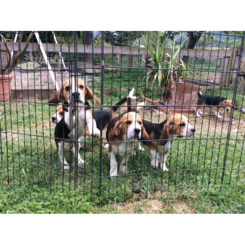 Beagle tricolore