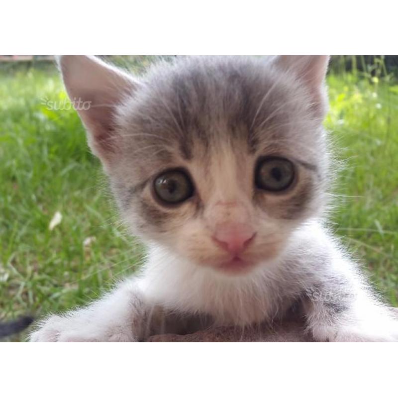 Regaliamo Splenditi Gattini
