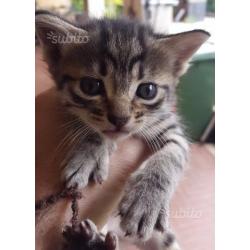 Regaliamo Splenditi Gattini
