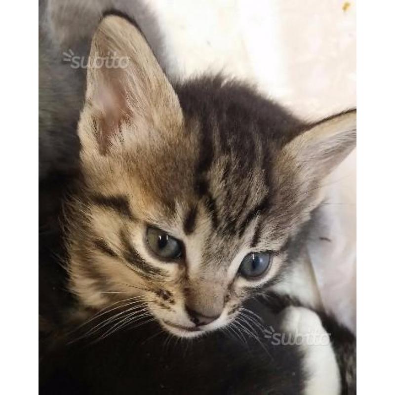 Regaliamo Splenditi Gattini