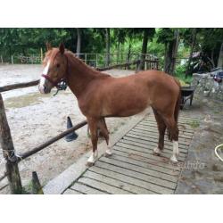 Cavalla