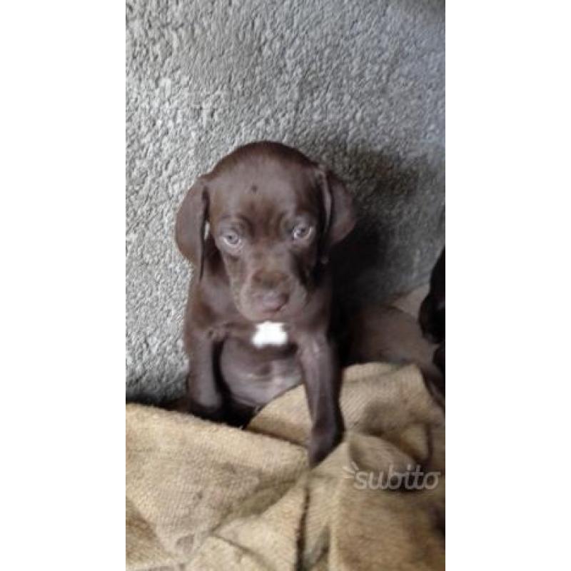 Cani da tartufo