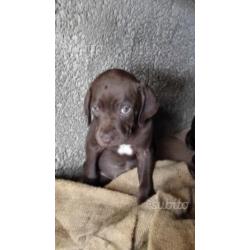 Cani da tartufo