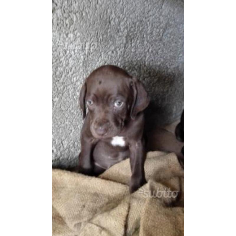 Cani da tartufo