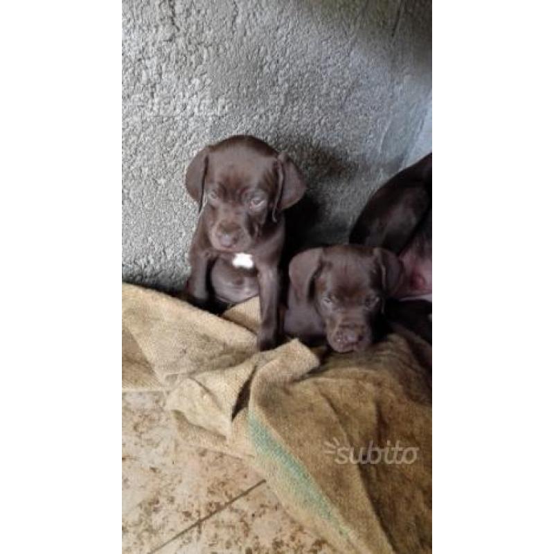 Cani da tartufo
