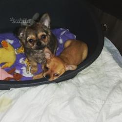 Chihuahua