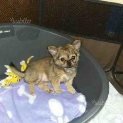 Chihuahua
