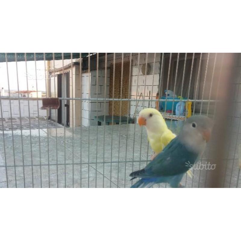 Ultimi