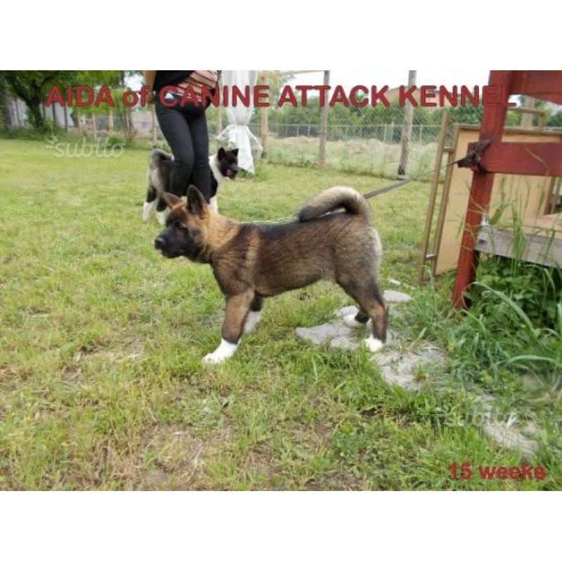 Cuccioli akita americano
