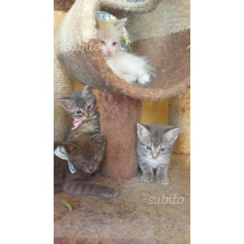 Regalo gattini