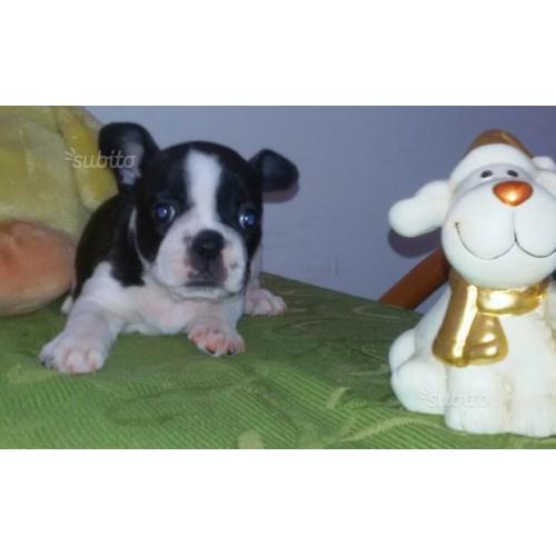 Cuccioli di bulldog francese