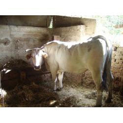 Vacche mucche chianina