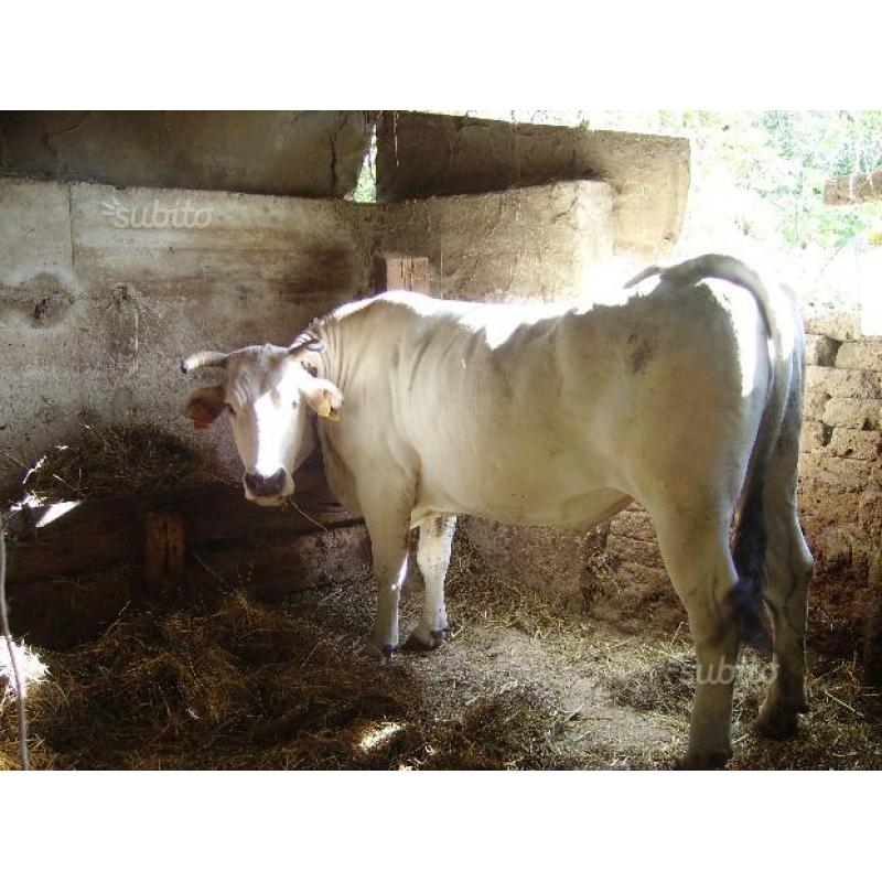 Vacche mucche chianina
