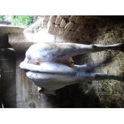 Vacche mucche chianina