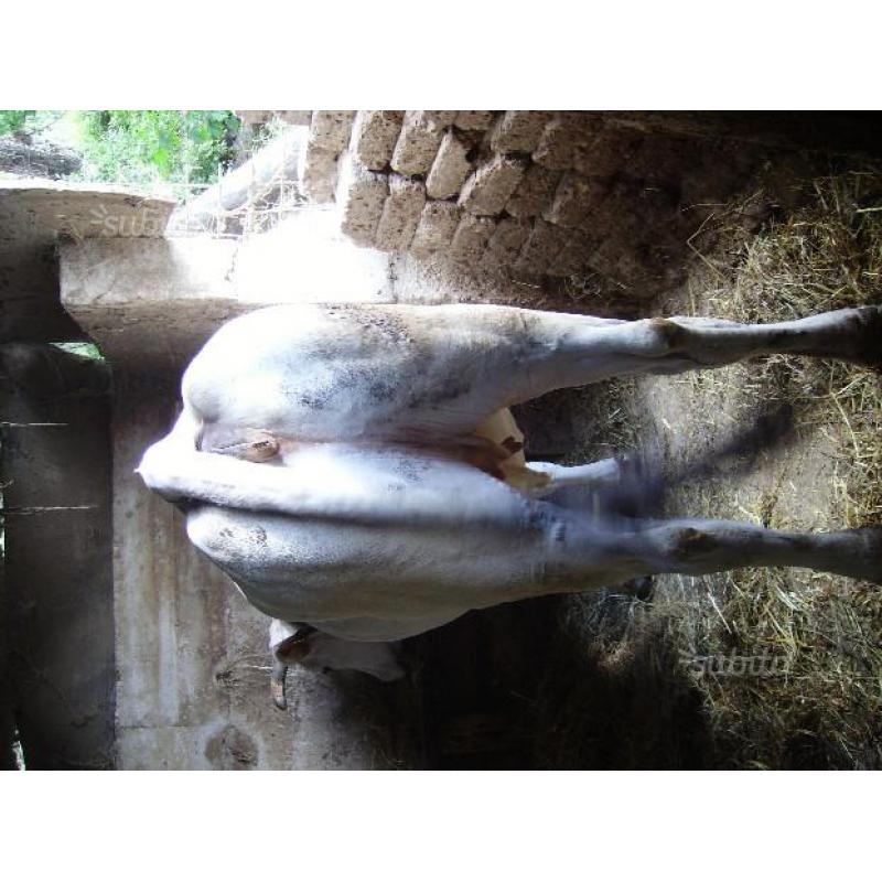 Vacche mucche chianina
